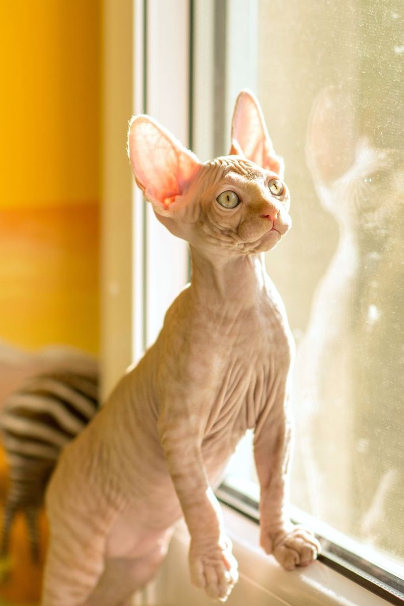 Sphynx