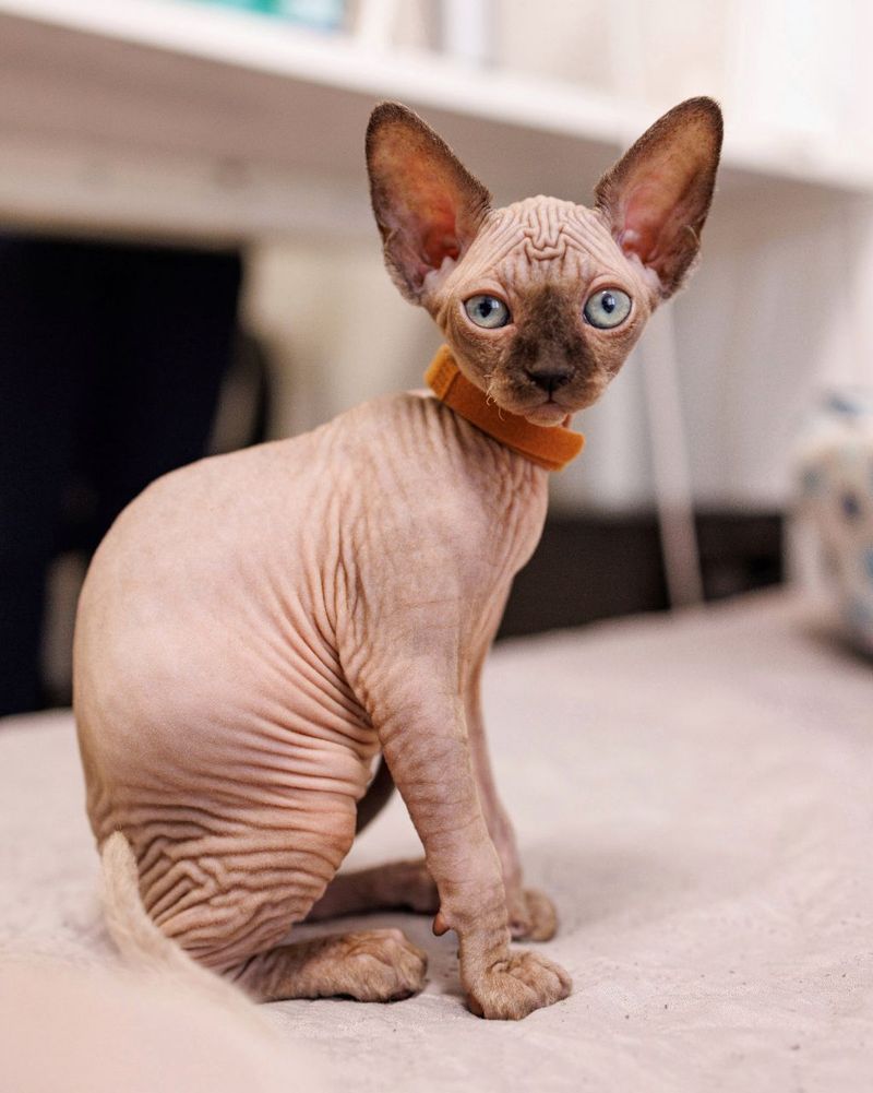 Sphynx Cat