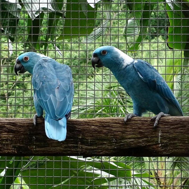 Spix’s Macaw