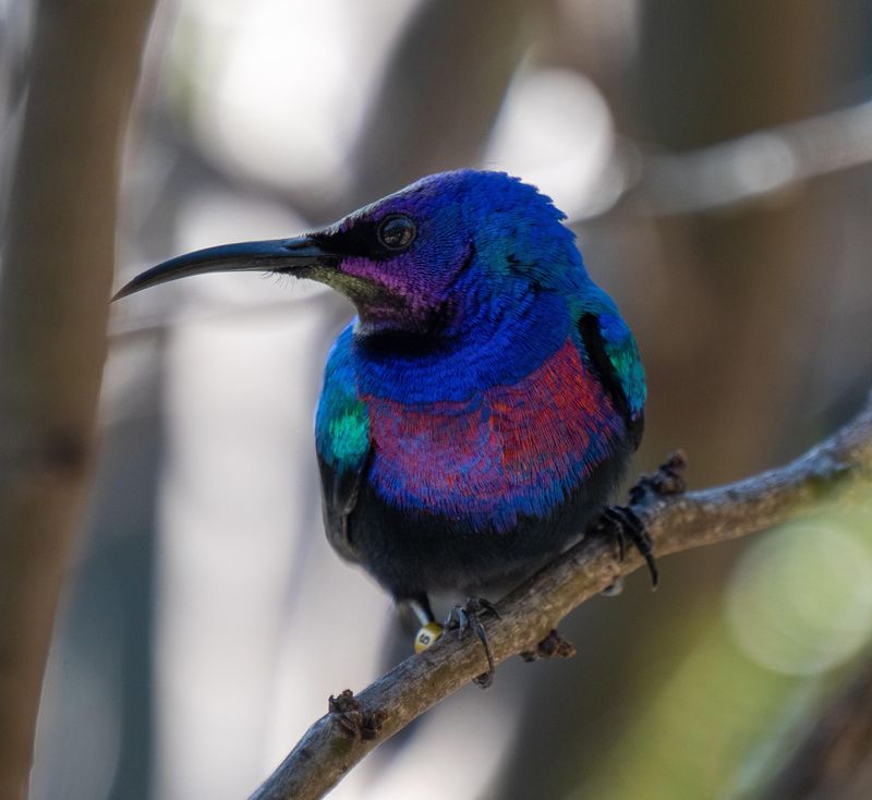 Splendid Sunbird