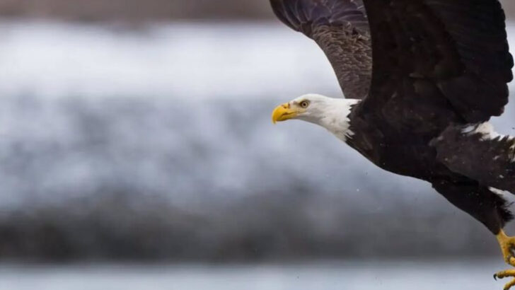 Spot America’s Iconic Bird in These 7 States Known for Bald Eagles Watching