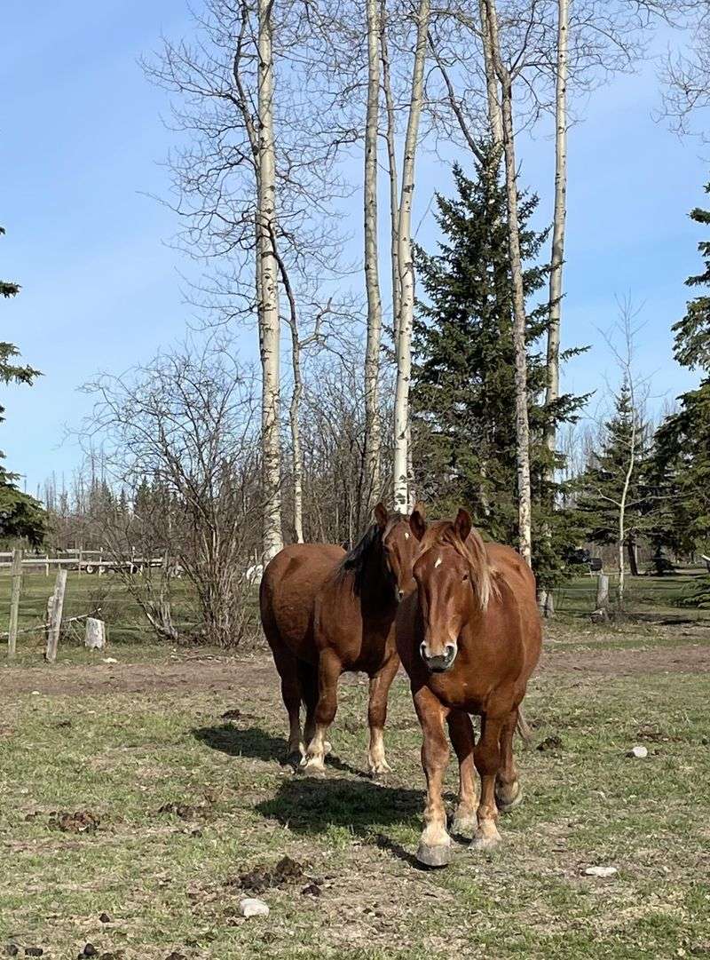 Suffolk Punch