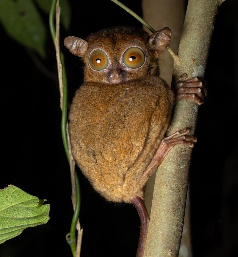 Tarsier