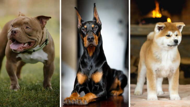 The 10 Dog Breeds Often Considered the Most Aggressive