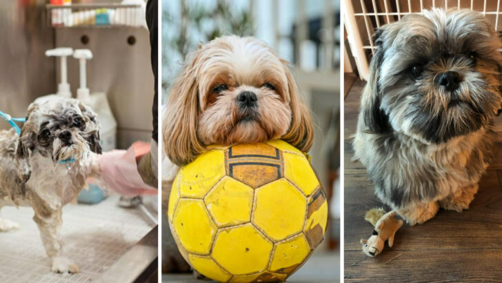 The 10 Most Frequent Complaints Shih Tzu Owners Have