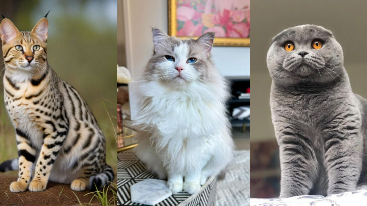 Most Luxurious and Expensive Cat Breeds in the World