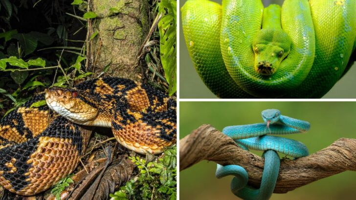 Most Stunning Snakes in the World You Have to See