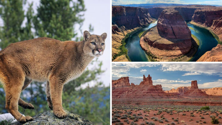 The 12 States Where Cougars Are Most Frequently Seen