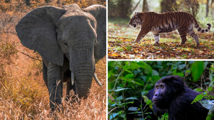 The 8 Strongest Animals That Dominate the Animal Kingdom