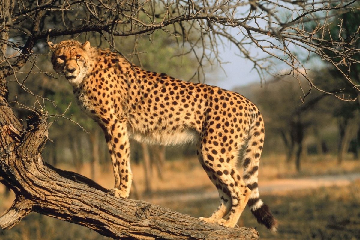 The Cheetah – Jupiterimages via Canva