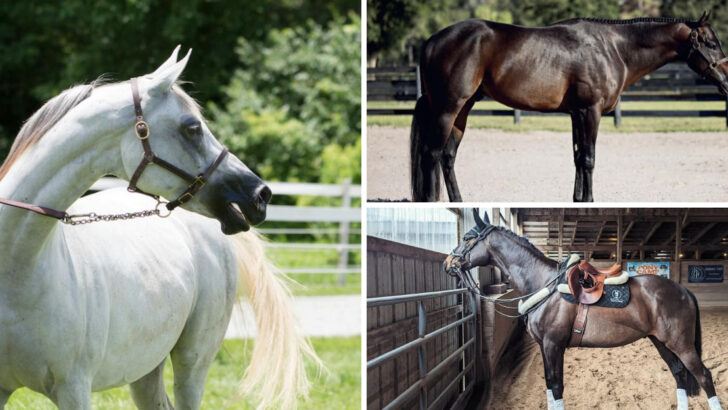 The Most Trusted Horse Breeds for Smooth and Reliable Riding