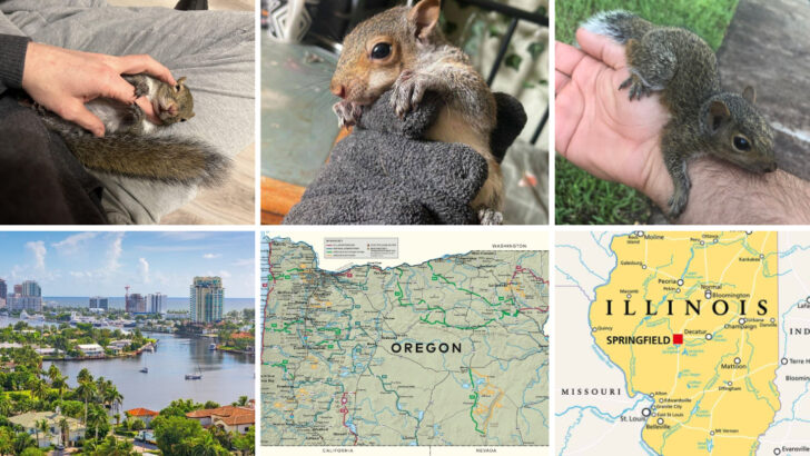 The Surprising States Where You Can Legally Keep Squirrels as Pets