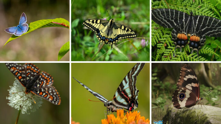 The 10 Unique Butterflies Found Around the World