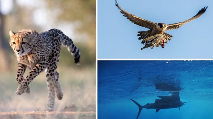 The World’s Fastest Animals That Defy Speed Limits in Nature