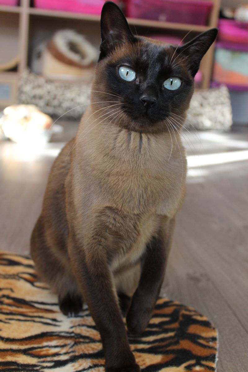 Tonkinese