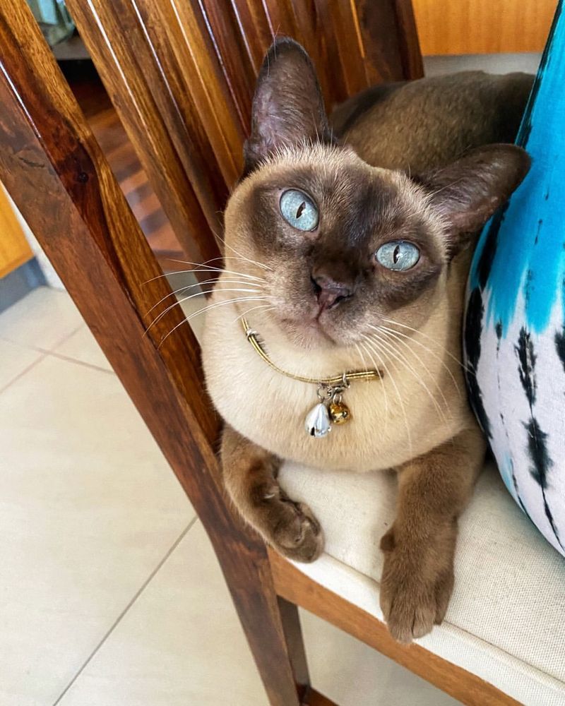 Tonkinese