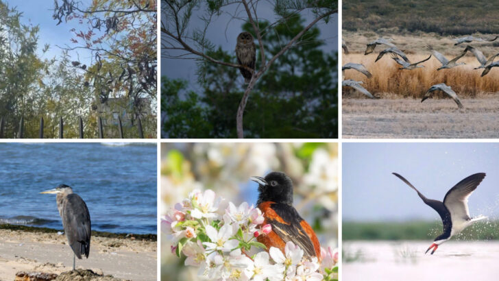 Top Must Visit Bird-Watching Destinations Across America