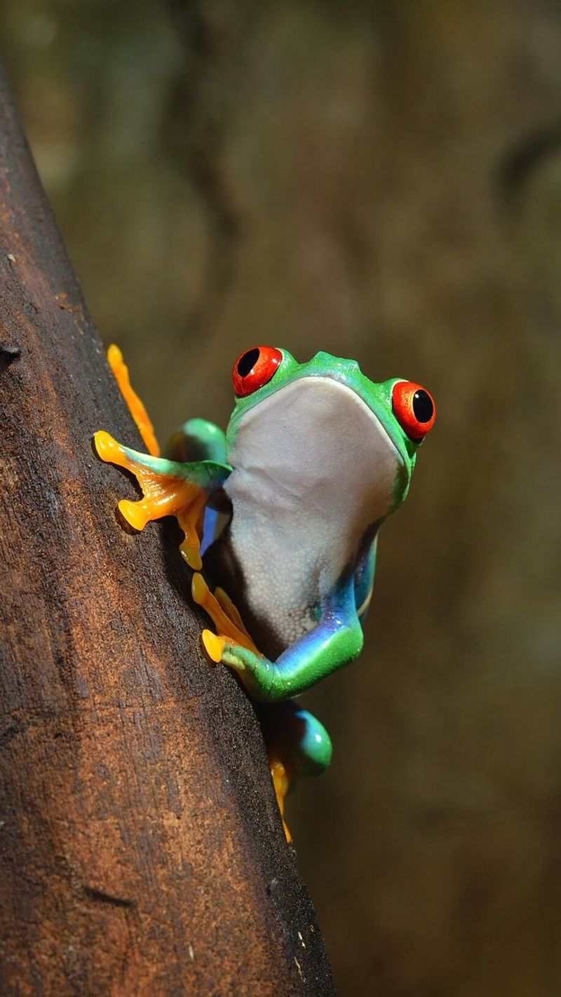 Tree Frog