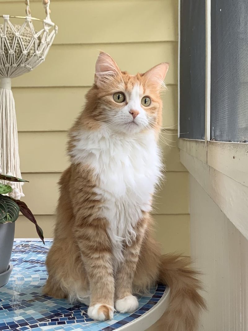 Turkish Angora