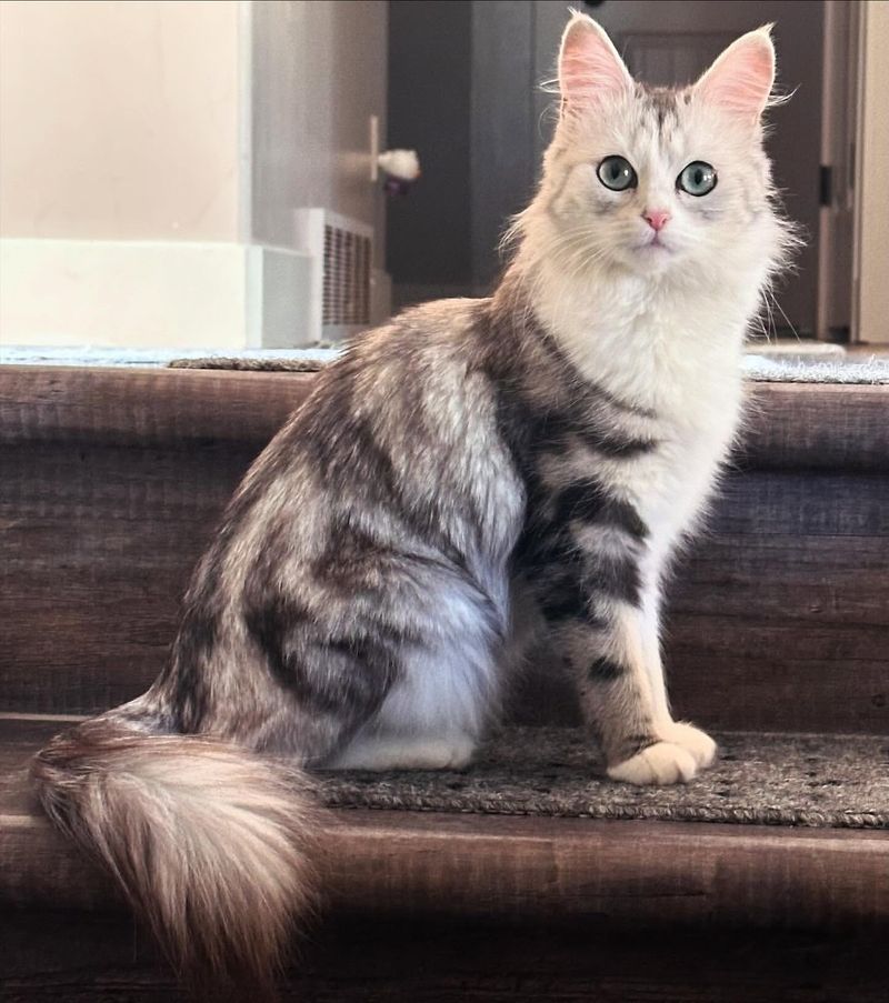 Turkish Angora