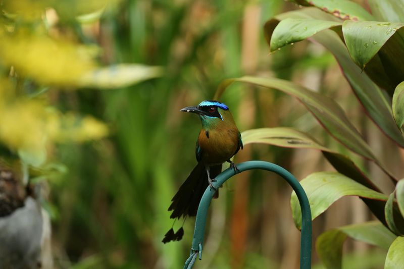 Turquoise-browed Motmot