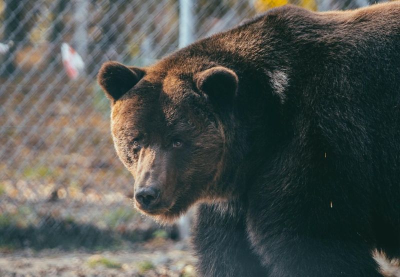 Ussuri Brown Bear