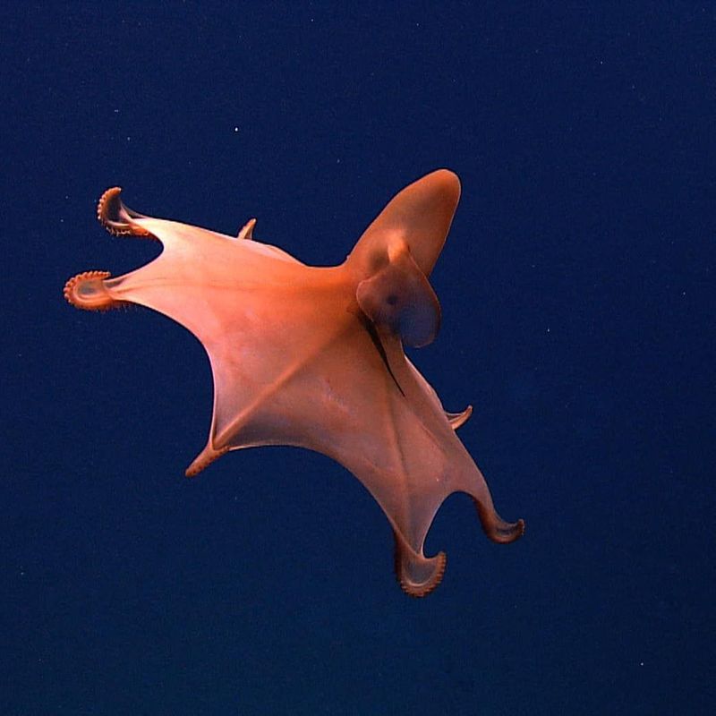 Vampire Squid