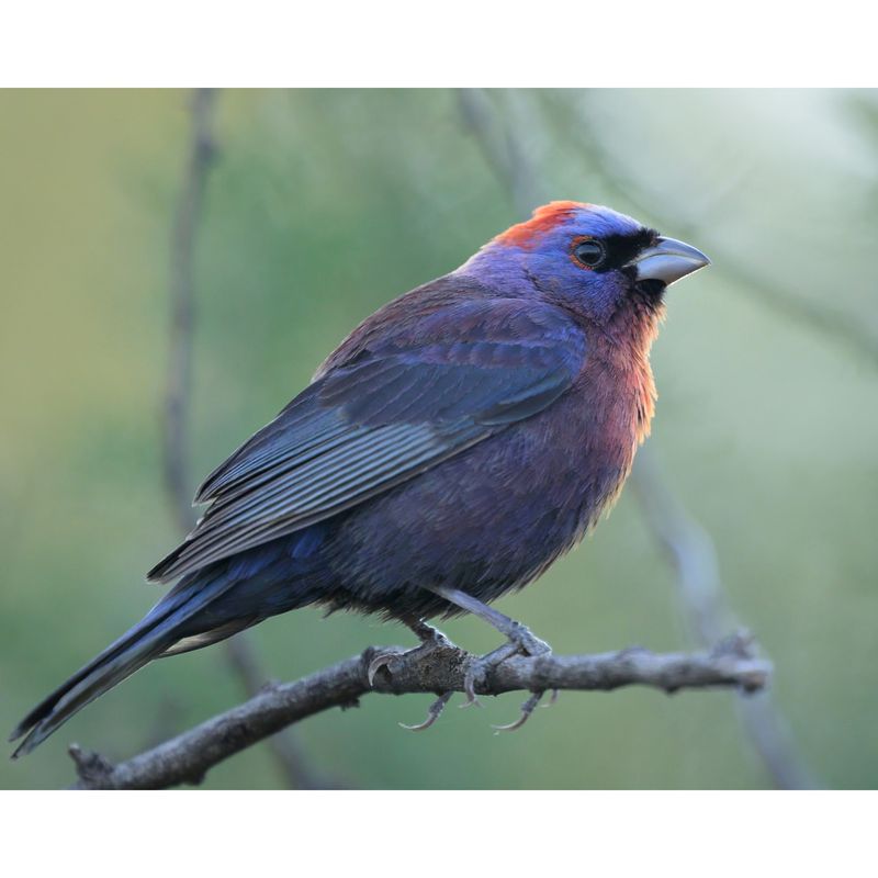 Varied Bunting