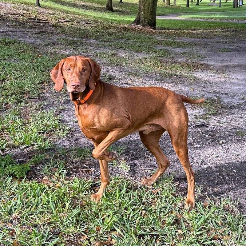 Vizsla