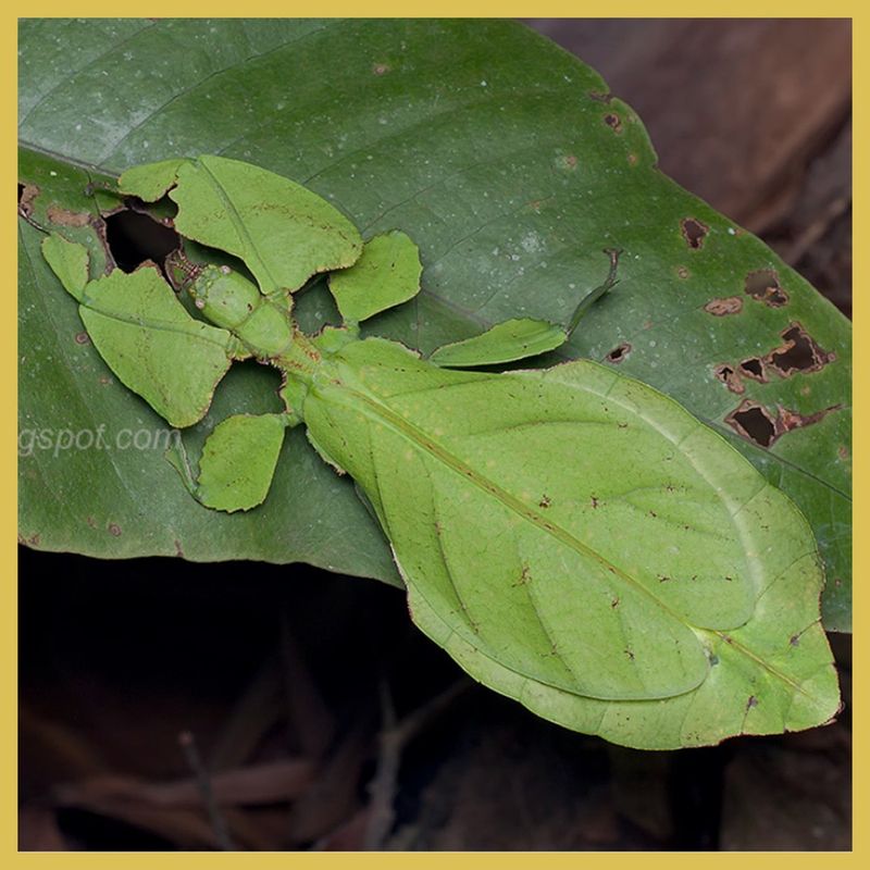 Walking Leaf Insect