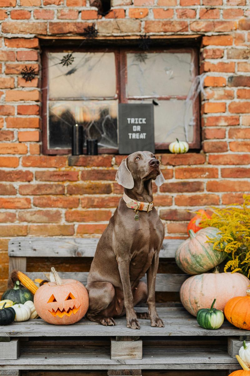 Weimaraner