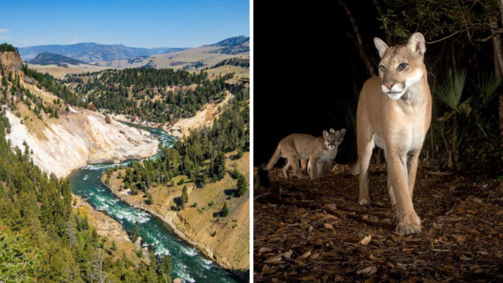 Where to See Cougars Roaming Wild Across America