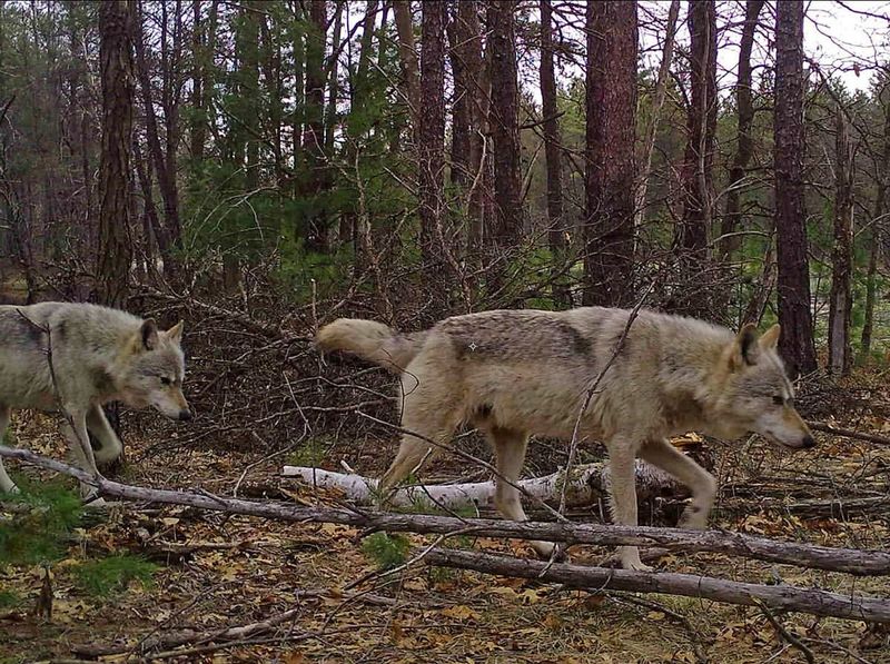 Wisconsin's Northwoods