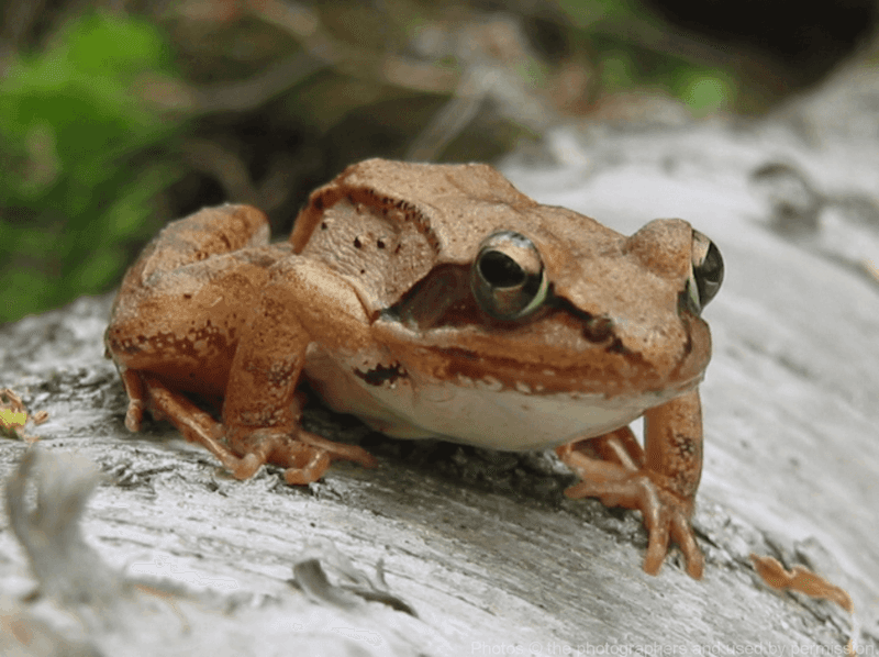 Wood Frog