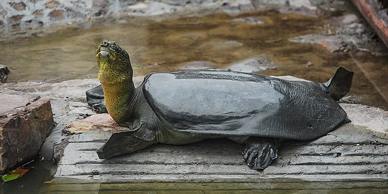 Yangtze Giant Softshell Turtle