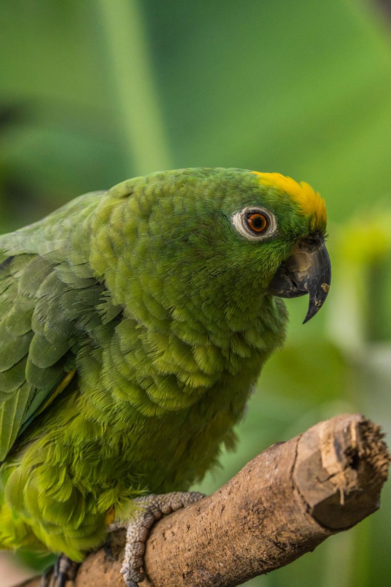 Yellow-naped Amazon