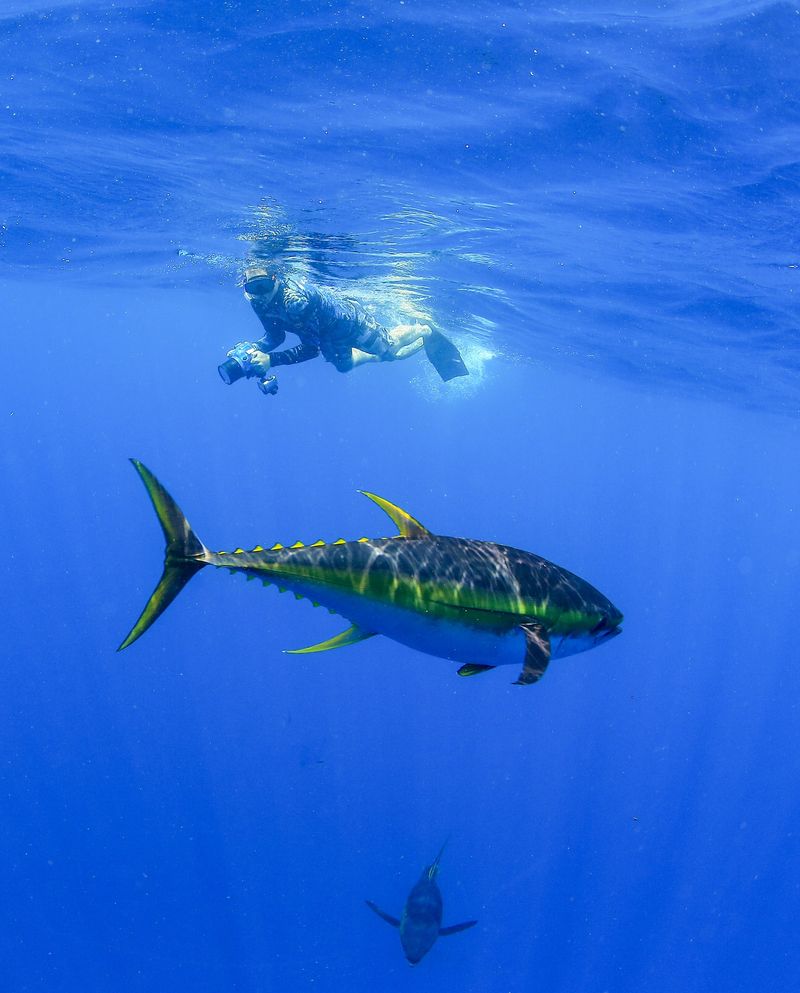 Yellowfin Tuna