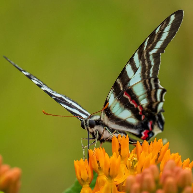 Zebra Swallowtail