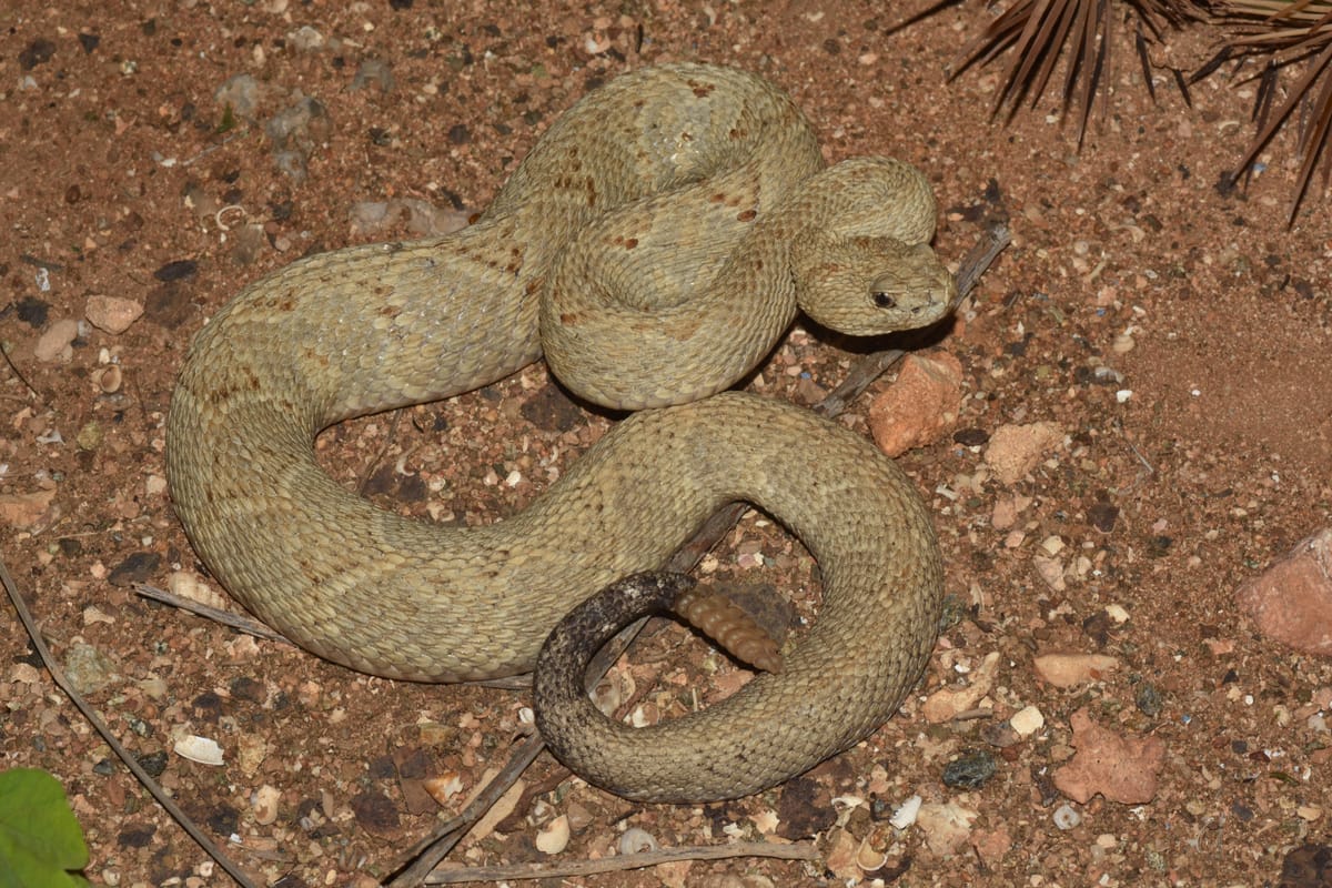 Aruba Island Rattlesnake-(Crotalus unicolor) : r/herpetology