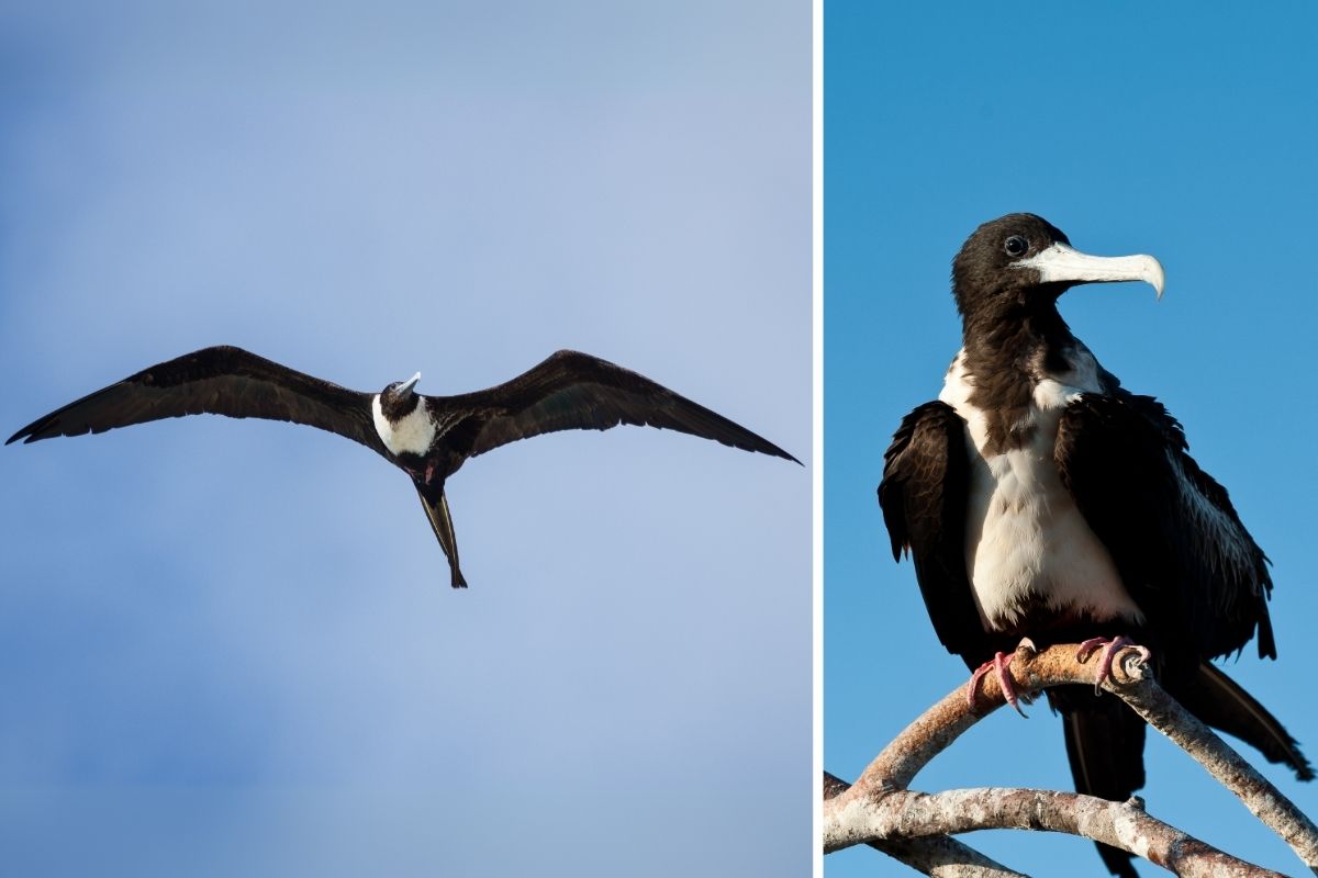 frigatebird