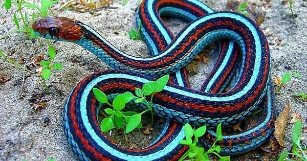 🔥🔥Garter Snakes are lit🔥🔥 : r/NatureIsFuckingLit