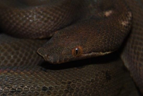 Round Island Boa