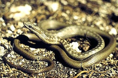 The Antiguan Racer – World's Rarest Snake