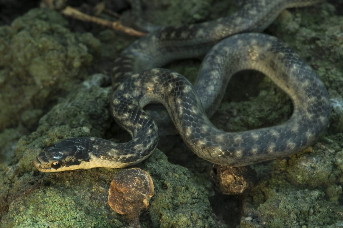 Today I learned that there is a Saint Lucia racer snake and it is one of the  rarest snakes in the world. : r/todayilearned