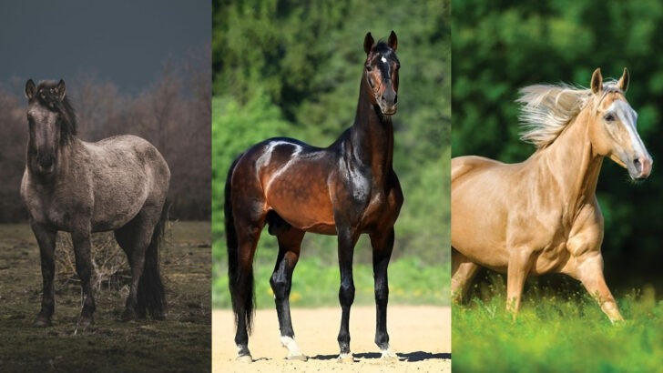 Amazing Horse Colors and Patterns That Highlight Their Natural Beauty