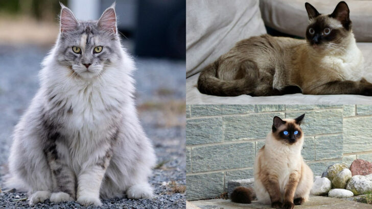 Cat Breeds That Form Remarkably Deep Connections With People