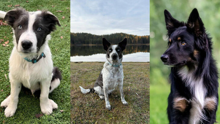 Gorgeous Border Collie Mixes That Will Brighten Your Day