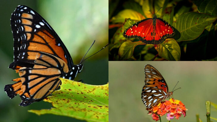 Butterflies That Could Be Mistaken for Monarchs