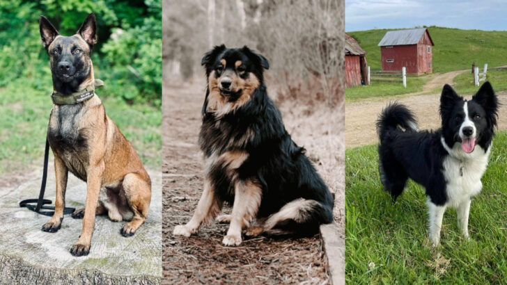 German Shepherd Alternatives You’ll Fall in Love With