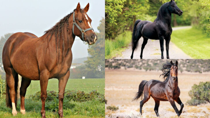 Horse Breeds That Make Owning a Horse Possible for Any Budget